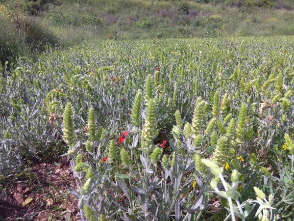 Ölkännchen | Griechischer Bergtee Sideritis Scardica, Aitoloakarnania GR 25g-Tüte