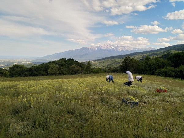 Ölkännchen | Griechischer Bergtee Sideritis Scardica, Aitoloakarnania GR 25g-Tüte